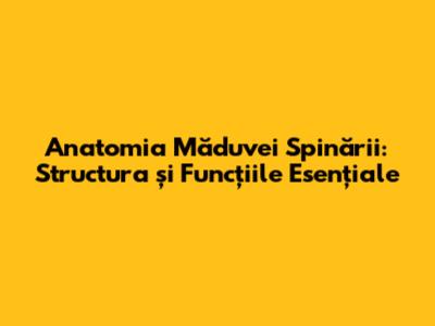 Anatomia Măduvei Spinării: Structura și Funcțiile Esențiale