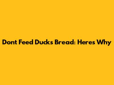 Don't Feed Ducks Bread: Here's Why