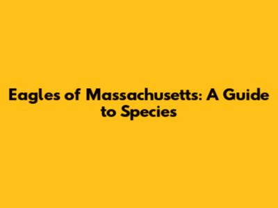 Eagles of Massachusetts: A Guide to Species