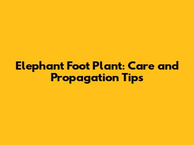 Elephant Foot Plant: Care and Propagation Tips