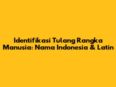 Identifikasi Tulang Rangka Manusia: Nama Indonesia & Latin