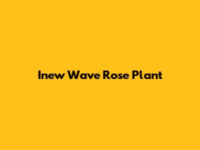 Inew Wave Rose Plant