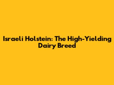 Israeli Holstein: The High-Yielding Dairy Breed