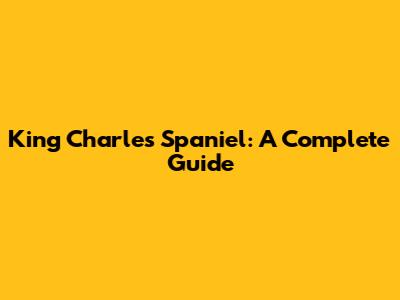 King Charles Spaniel: A Complete Guide