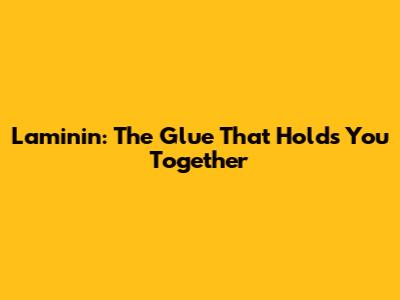 Laminin: The Glue That Holds You Together