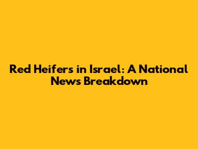 Red Heifers in Israel: A National News Breakdown