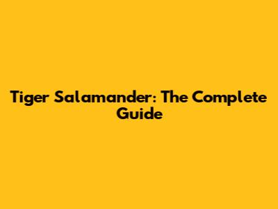 Tiger Salamander: The Complete Guide